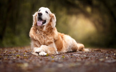 Hoe herken je dementie bij honden?