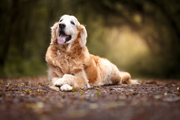 Hoe herken je dementie bij honden?