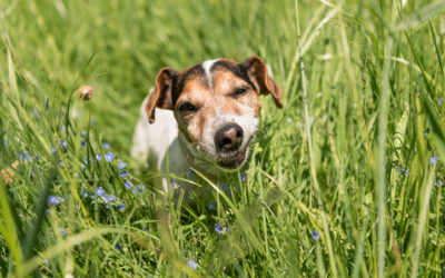 Waarom eet mijn hond gras?