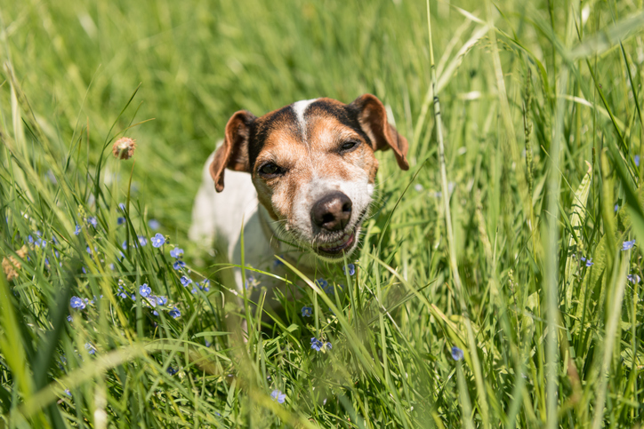 Waarom eet mijn hond gras?