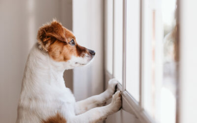 Hoe leer je jouw hond alleen thuis te blijven?