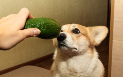 Avocado is giftig voor dieren!